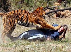 Image result for Siberian Tiger Mauling