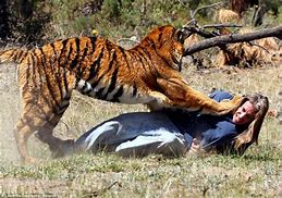 Image result for Pet Tiger Attacks