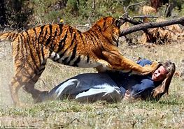 Image result for Mauled by a Tiger