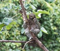 Image result for Sloth Thinking