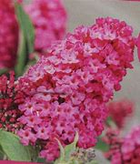 Buddleja davidii Butterfly Candy Little Ruby に対する画像結果