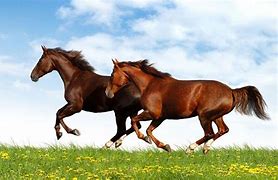 Image result for Laptop Wallpaper Horse Racing