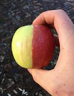 Image result for Half Apple Female