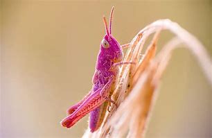 Image result for Grasshopper Swarm