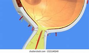 Image result for Retina Anatomy