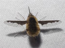 Image result for Brown Bee Fly