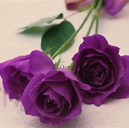 Image result for Purple Rose Love