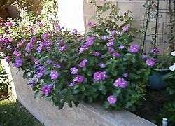 Image result for my garden