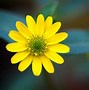 Image result for 3D Yellow Flower
