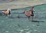 Image result for 2 Horses Running