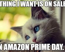 Image result for Cat Amazon Meme