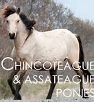 Image result for Best Looking Horse Breeds
