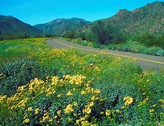 Image result for When Is Spring Bloom in the Arizona Desert