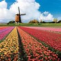 Image result for Amsterdam the Netherlands