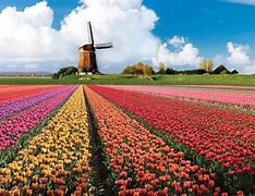 Image result for Beautiful Gardens Amsterdam Netherlands