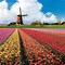 Image result for Tulip Park Netherlands