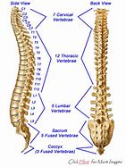 Image result for Cervical Thoracic Vertebrae