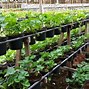 Image result for Aquaponic Strawberries