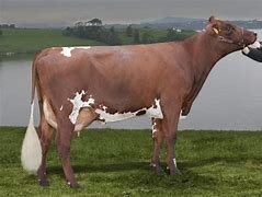 Image result for Norway Cattle