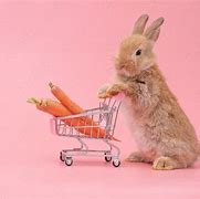 Image result for Bunny with Shopping Cart