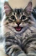 Image result for Cute Cat Happy Face