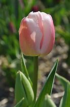 Tulipa Royal Pride എന്നതിനുള്ള ഇമേജ് ഫലം