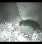 Image result for Otter Nest Box