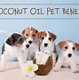 Image result for Coconut Oil for Dogs Fleas