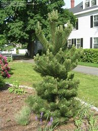 تصویر کا نتیجہ برائے Pinus nigra Oregon Green