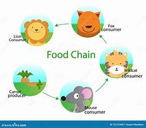 Image result for Breaking of Food Chain Cartoon