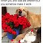 Image result for Valentine's Day Animal Memes
