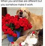 Image result for Valentine Pet Memes