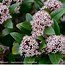 Image result for Skimmia japonica Kew White