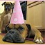 Image result for Dog Birthday Meme