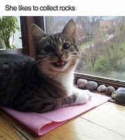 Image result for Relatable Animal Memes 2019