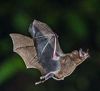 Image result for Baby Fruit Bat