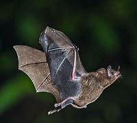 Image result for Egyptian Fruit Bat