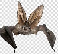 Image result for Bat with Translucent Background