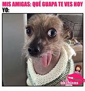 Image result for meme chistosos perros