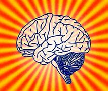 Image result for Human Brain Funny