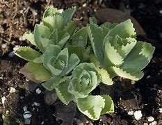 Image result for Primula marginata Mauve Mist