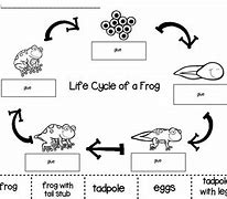 Image result for Frog Life Cycle Cut and Paste