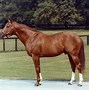 Image result for Bold Ruler Race Horse