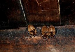 Image result for Winter Bat