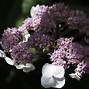 Image result for Hydrangea sargentiana
