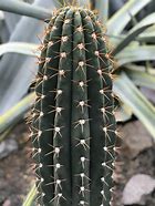 Image result for Desert Baby Cactus