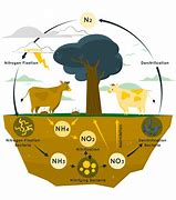 Image result for Ammonification Nitrogen Cycle