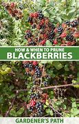Image result for Pruning Blackberries