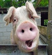 Image result for Funny Pig Faces