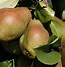 Image result for Pyrus communis Bronzée dEnghien